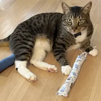Tabby cat lying on a wooden floor holding a long fabric catnip kicker toy, looking at the camera.